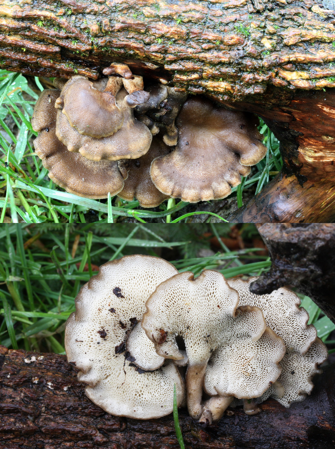 Lentinus arcularius