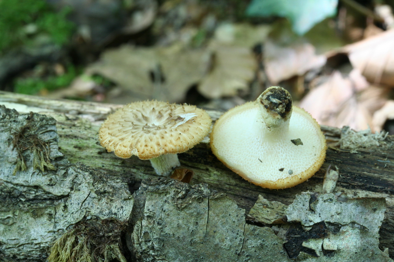 Polyporus tuberaster