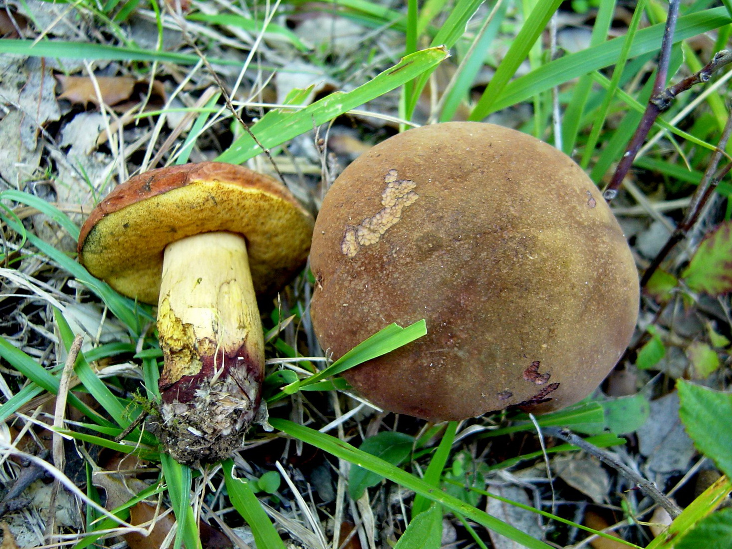 Suillellus queletii