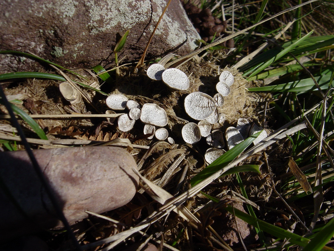 Poronia punctata
