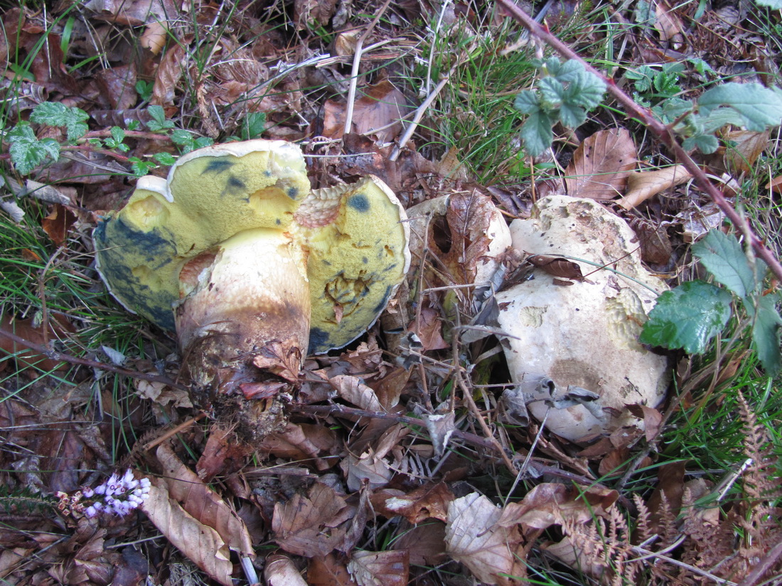 Caloboletus radicans
