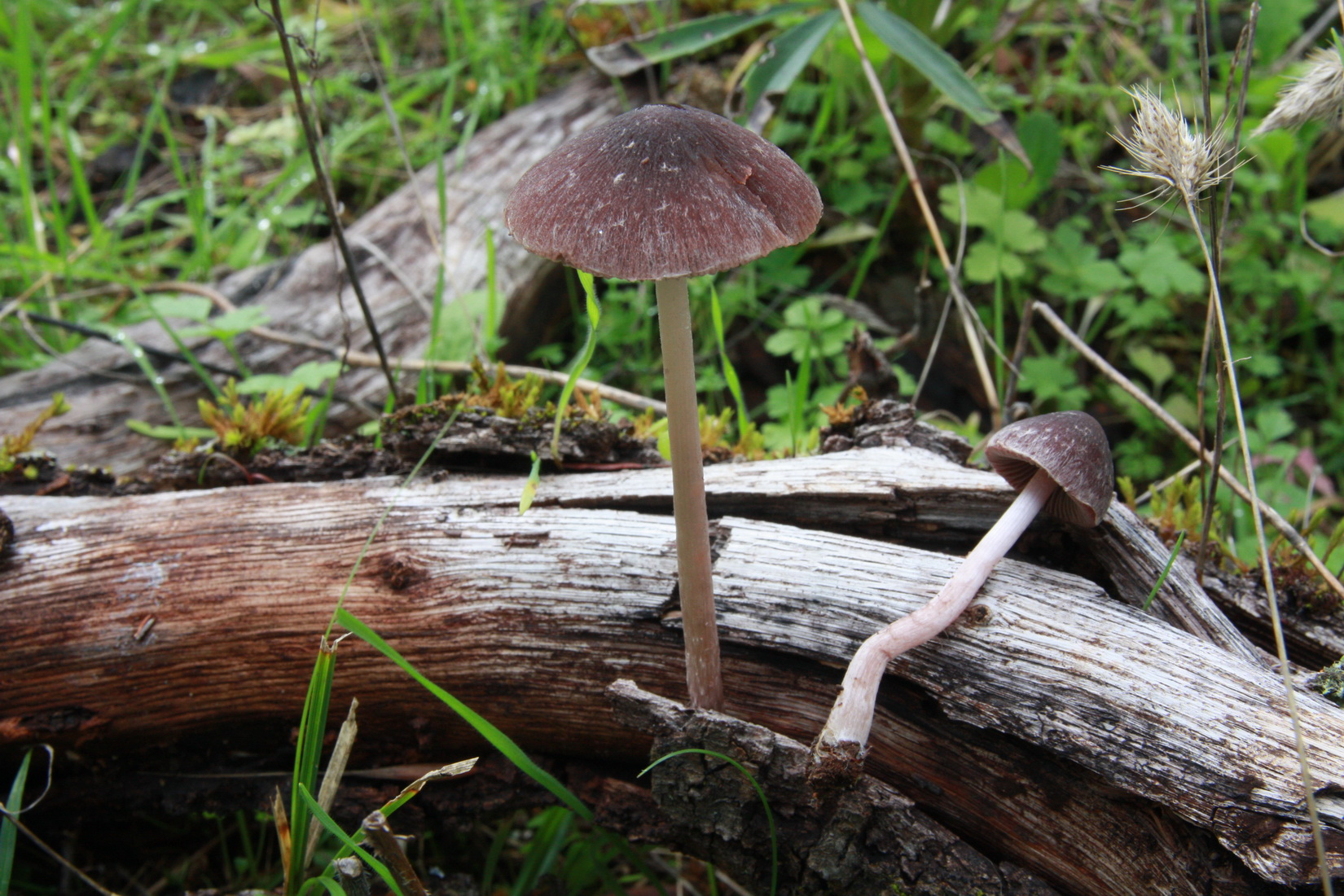 Psathyrella bipellis
