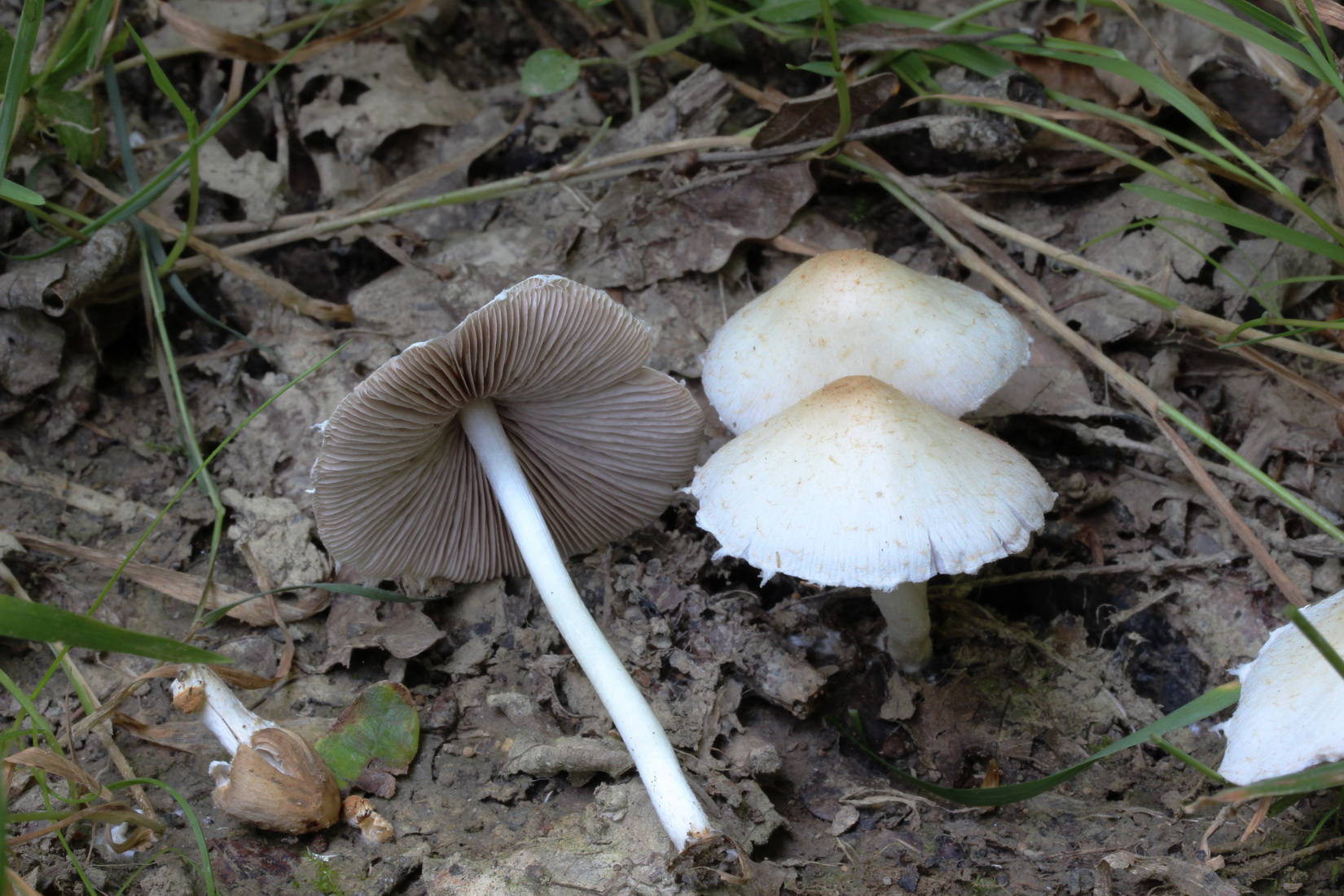 Psathyrella candolleana