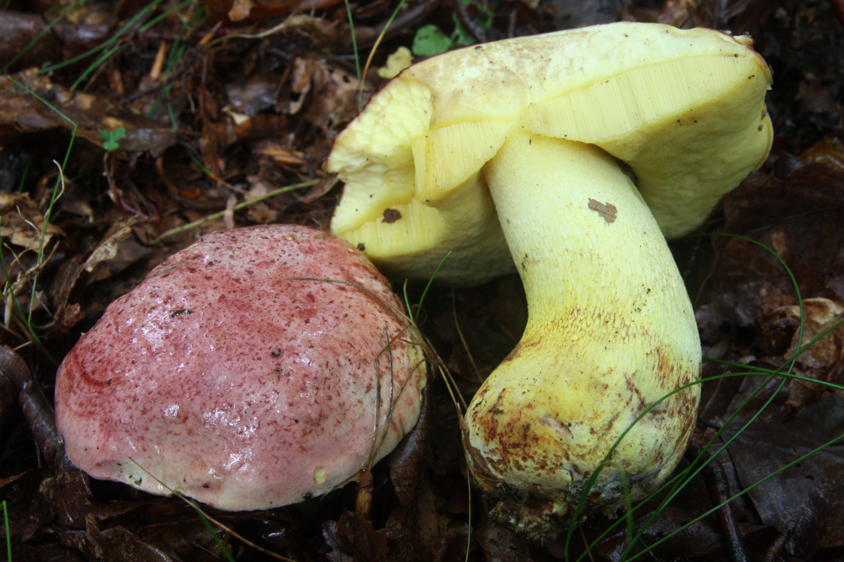 Butyriboletus regius