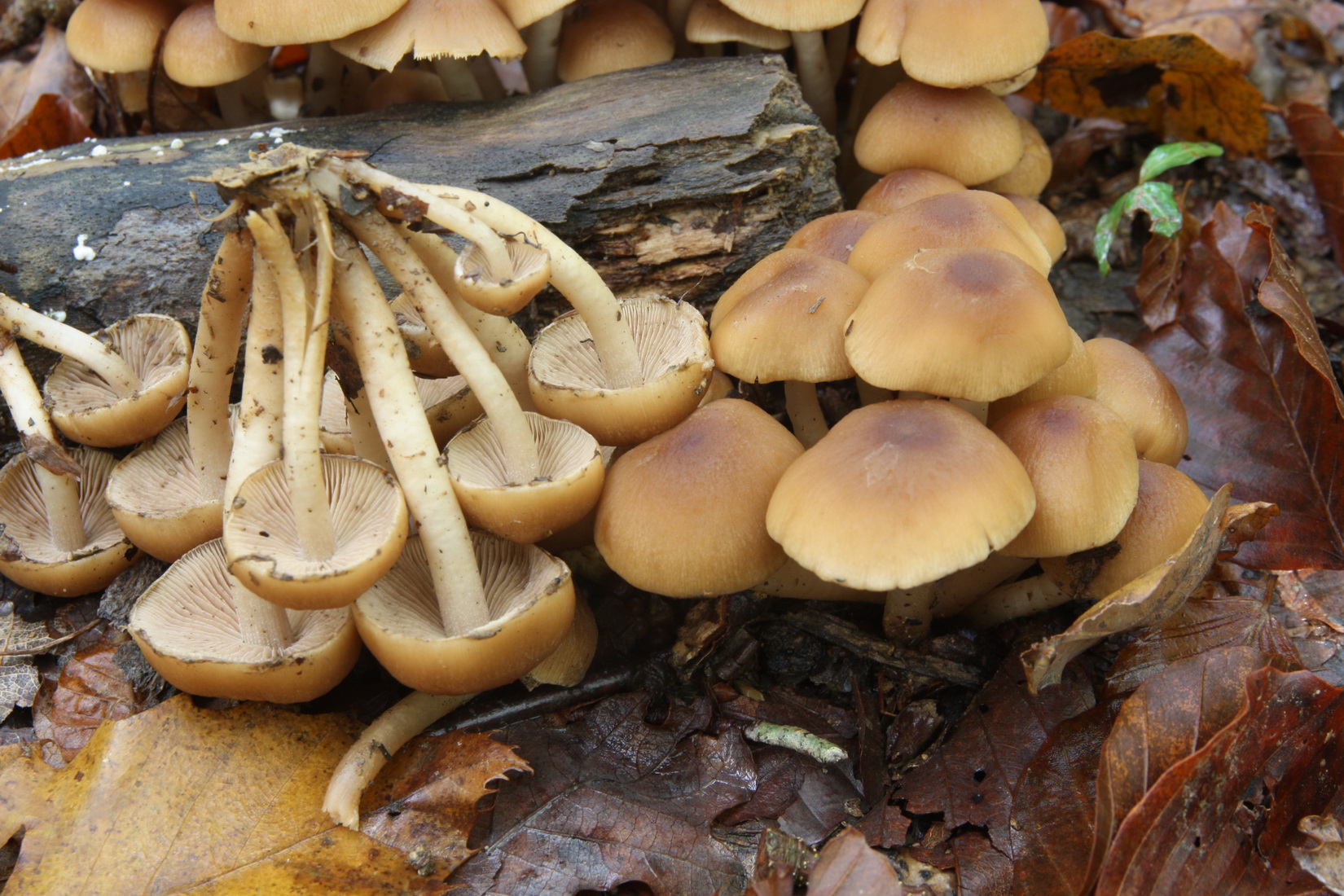 Psathyrella piluliformis