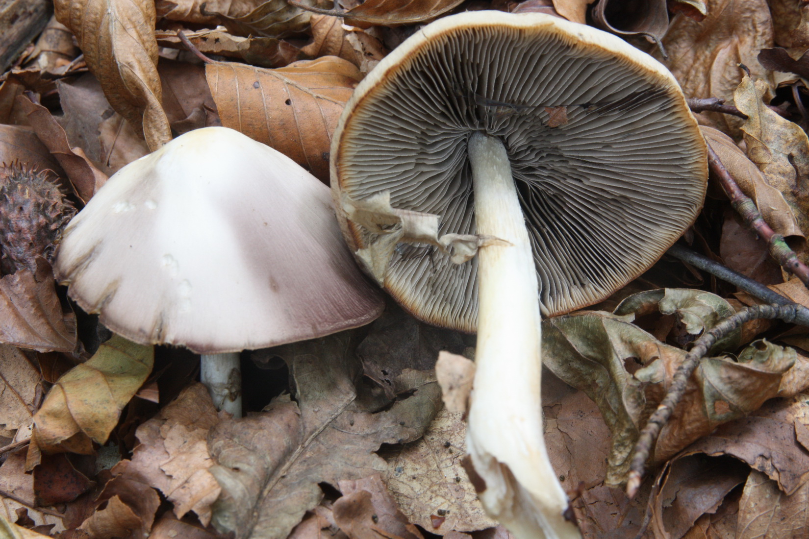 Psathyrella leucotephra