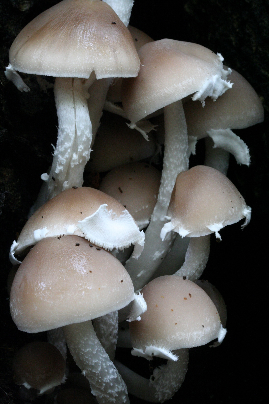 Psathyrella multipedata