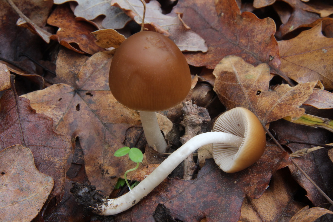 Psathyrella murcida