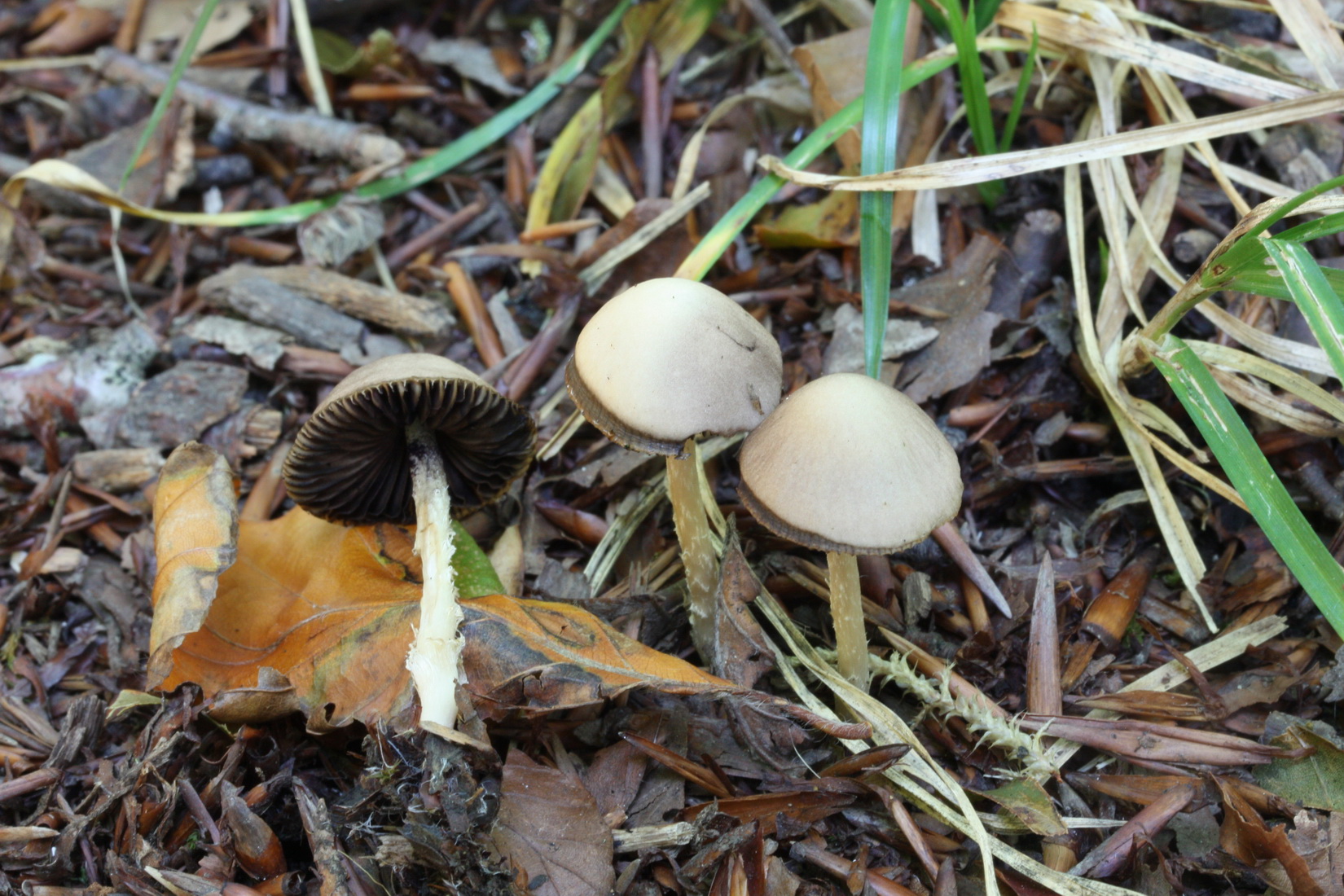 Psathyrella pseudogracilis
