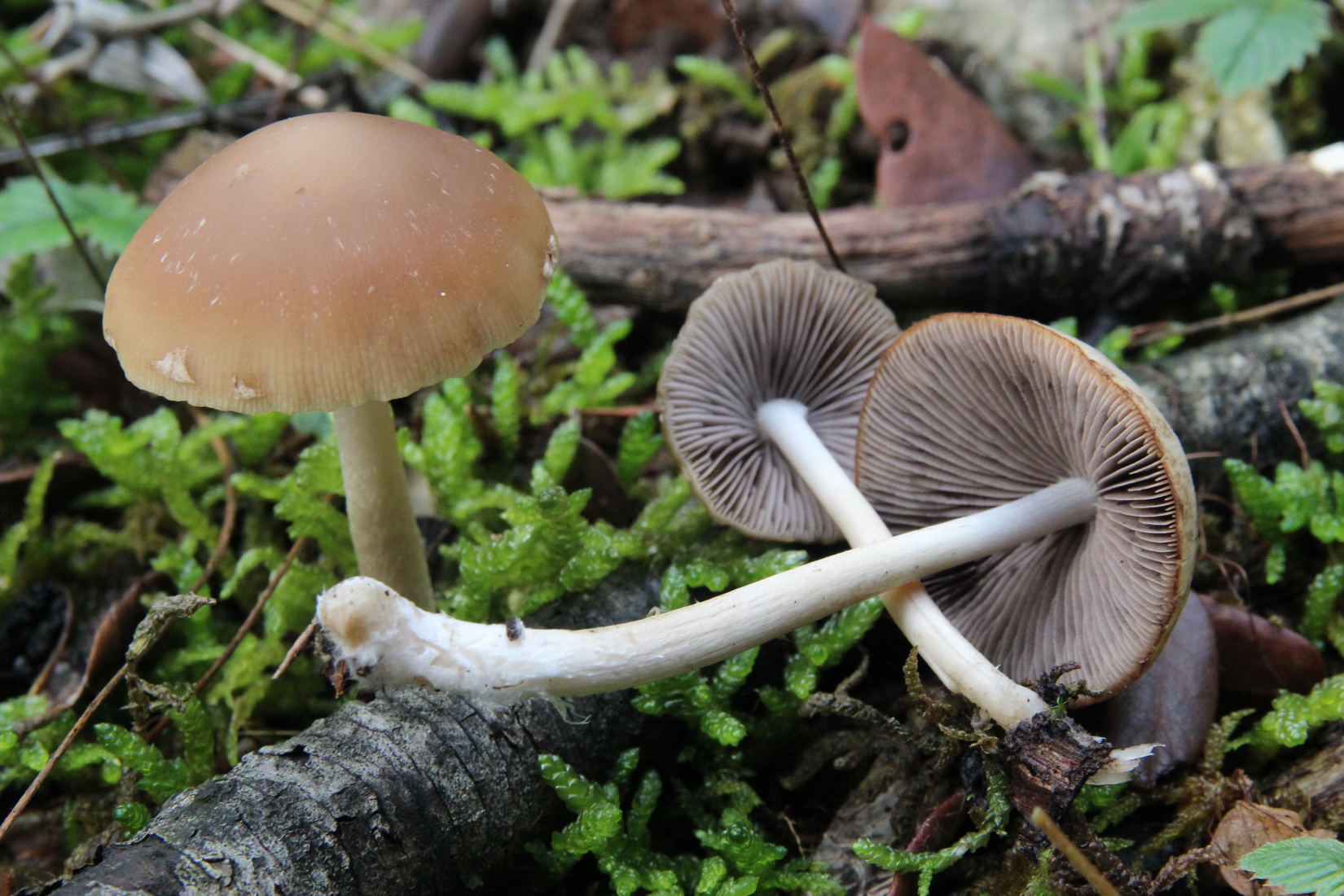 Psathyrella spadiceogrisea