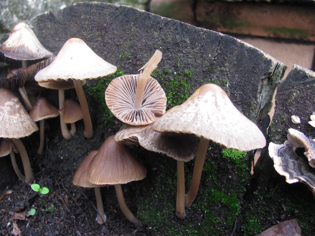 Psathyrella conopilus