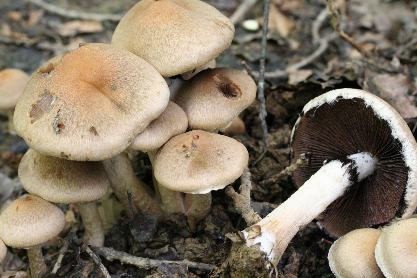 Lacrymaria lacrymabunda