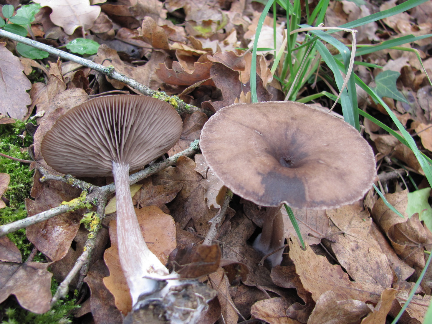 Pseudoclitocybe cyathiformis