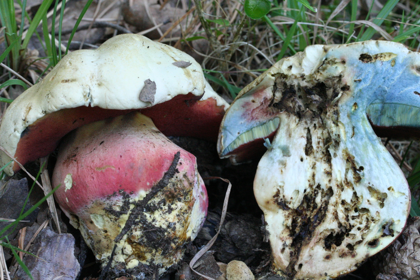 Rubroboletus satanas