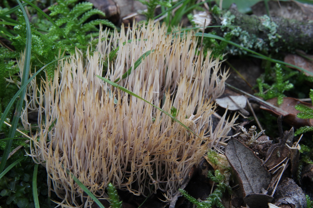 Pterula multifida