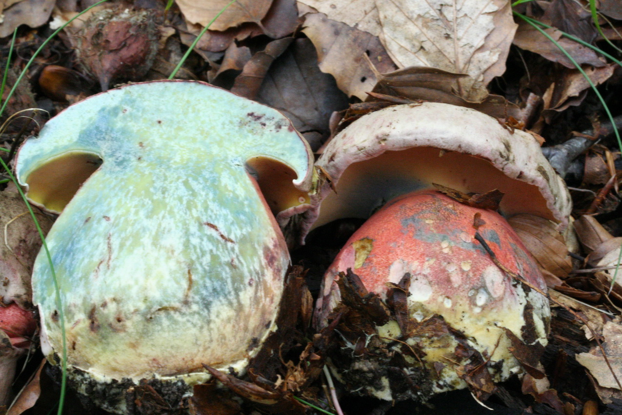 Rubroboletus legaliae