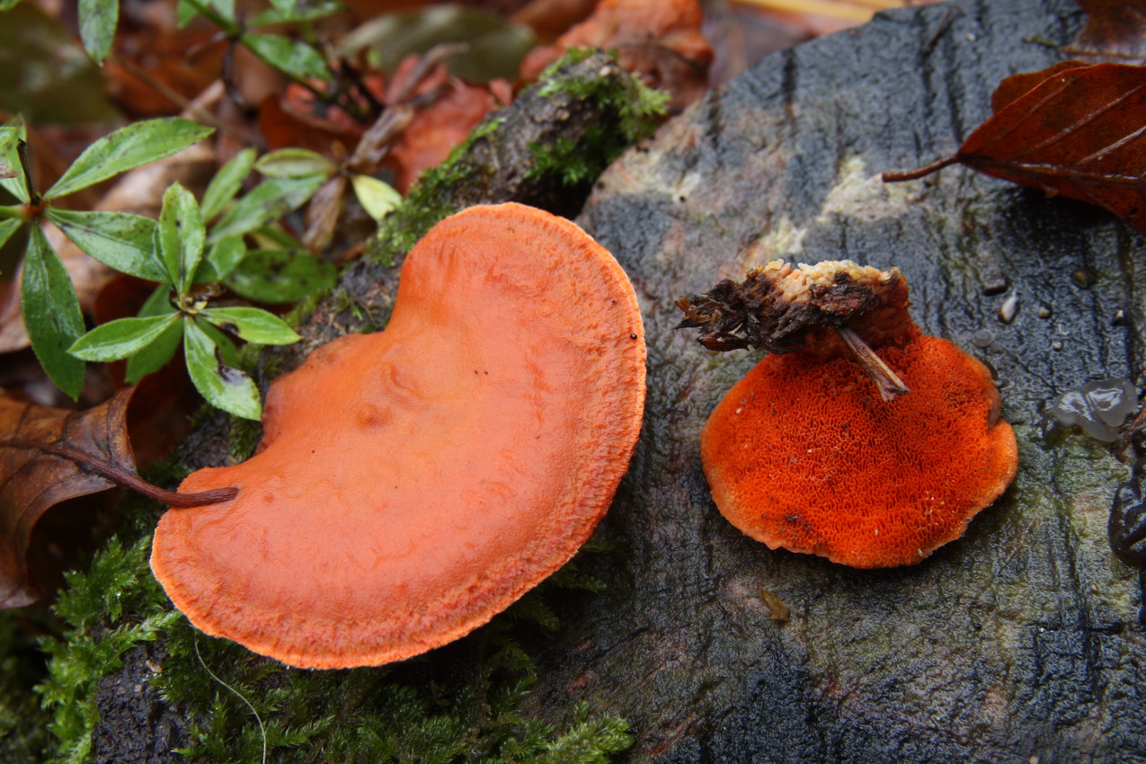 Pycnoporus cinnabarinus