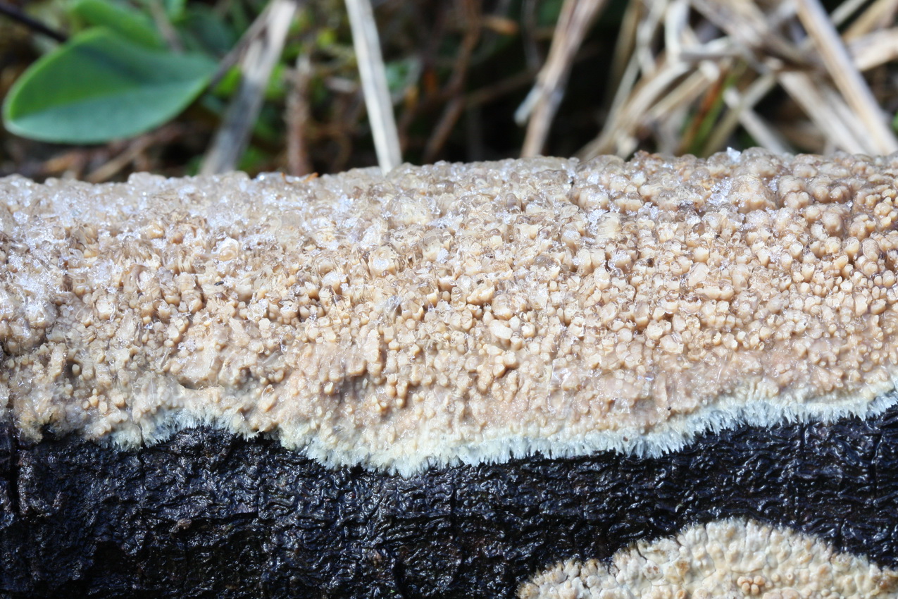 Radulomyces molaris