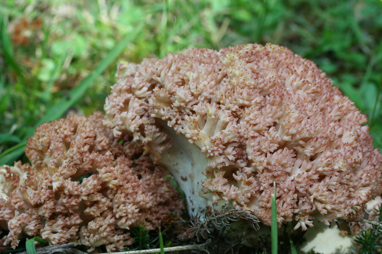 Ramaria botrytis