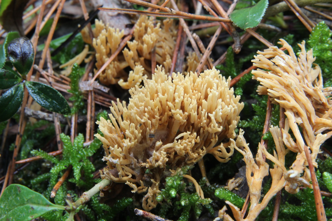 Phaeoclavulina flaccida