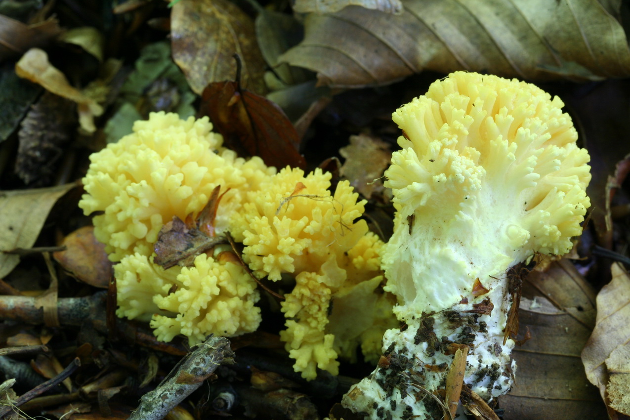 Ramaria flava