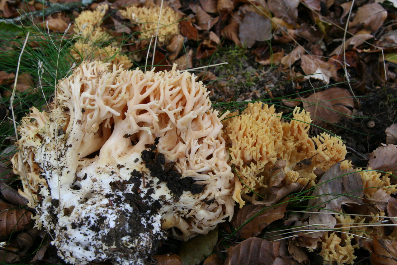Ramaria formosa