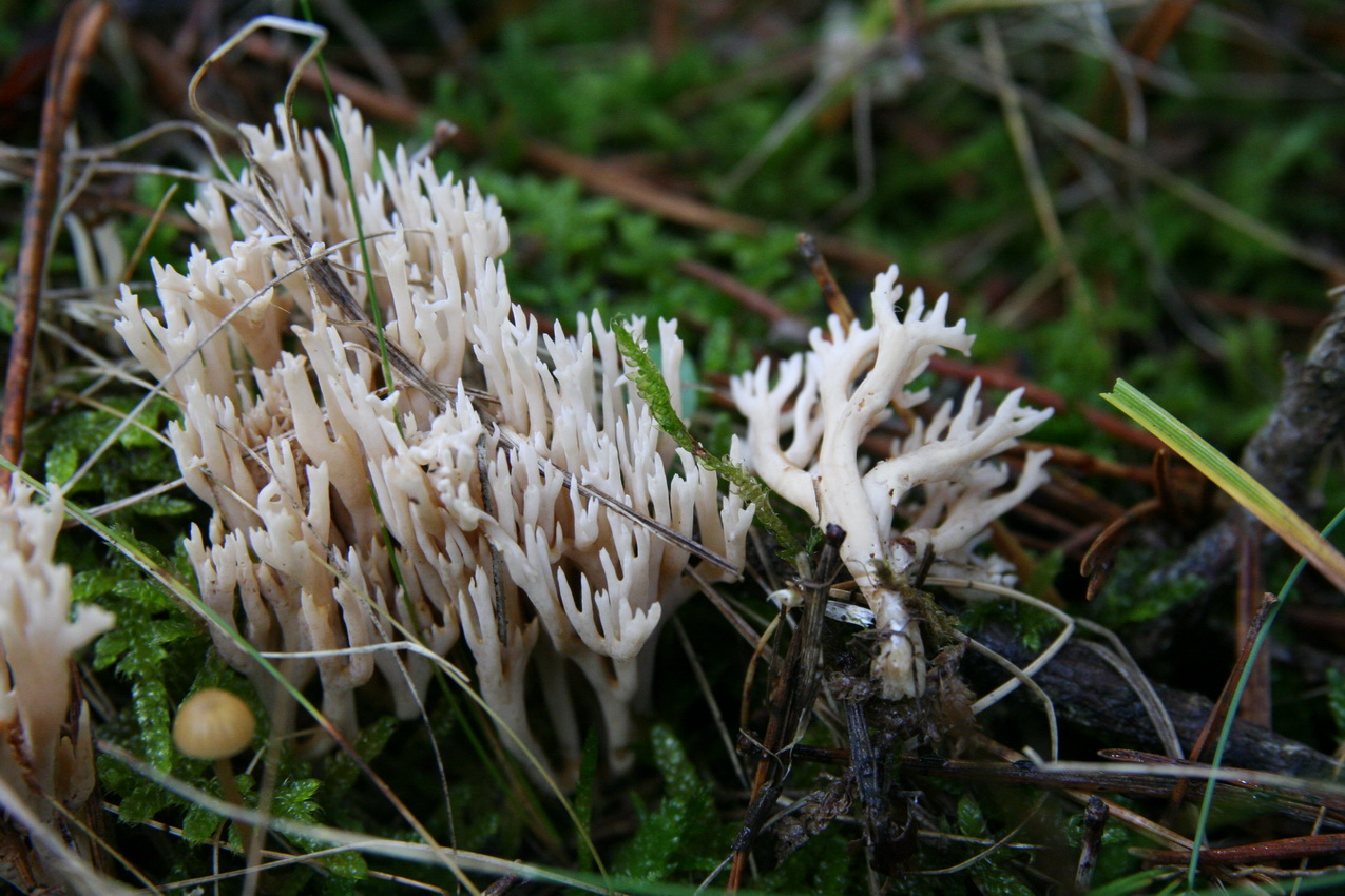 Ramaria gracilis