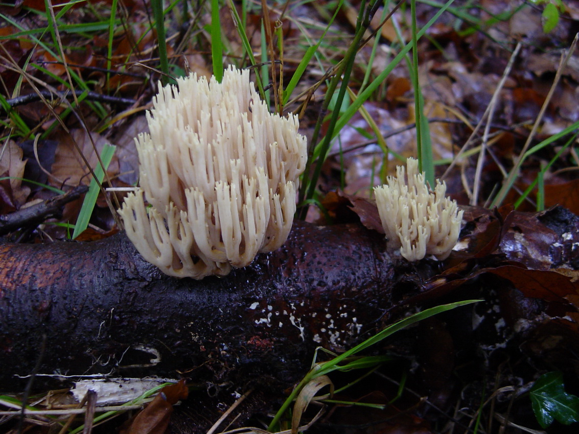 Ramaria stricta