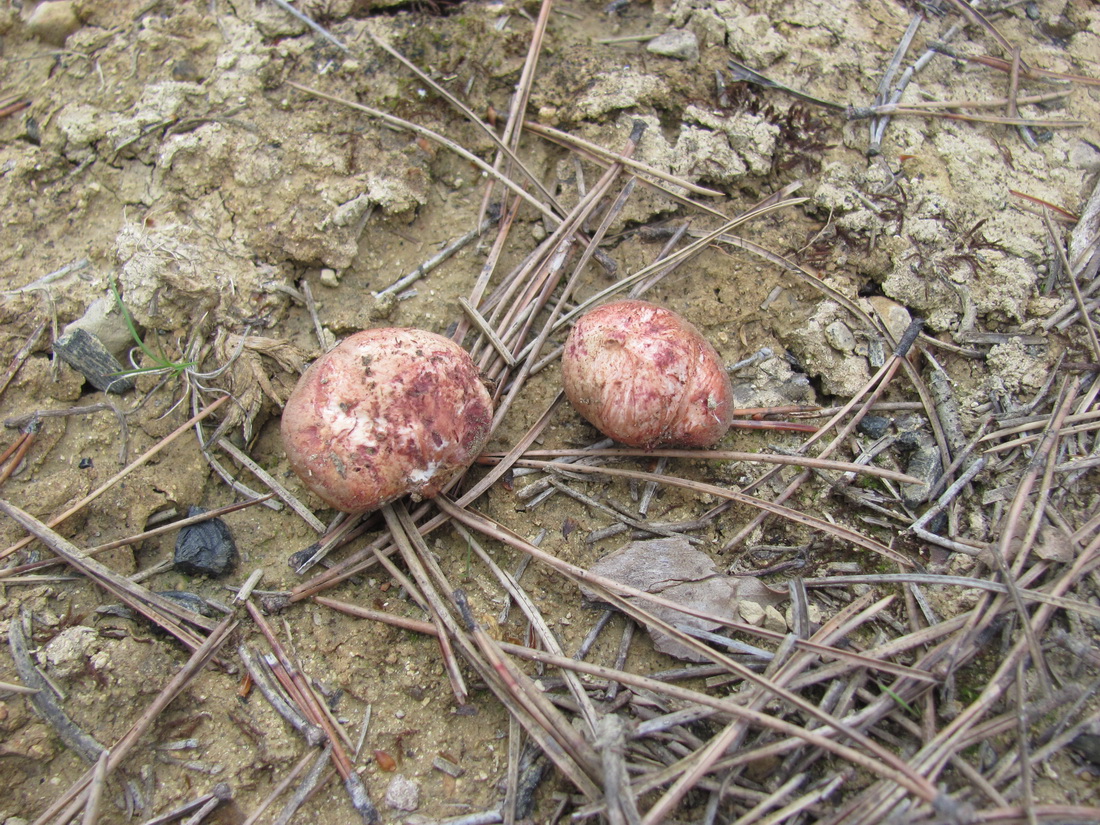 Rhizopogon roseolus
