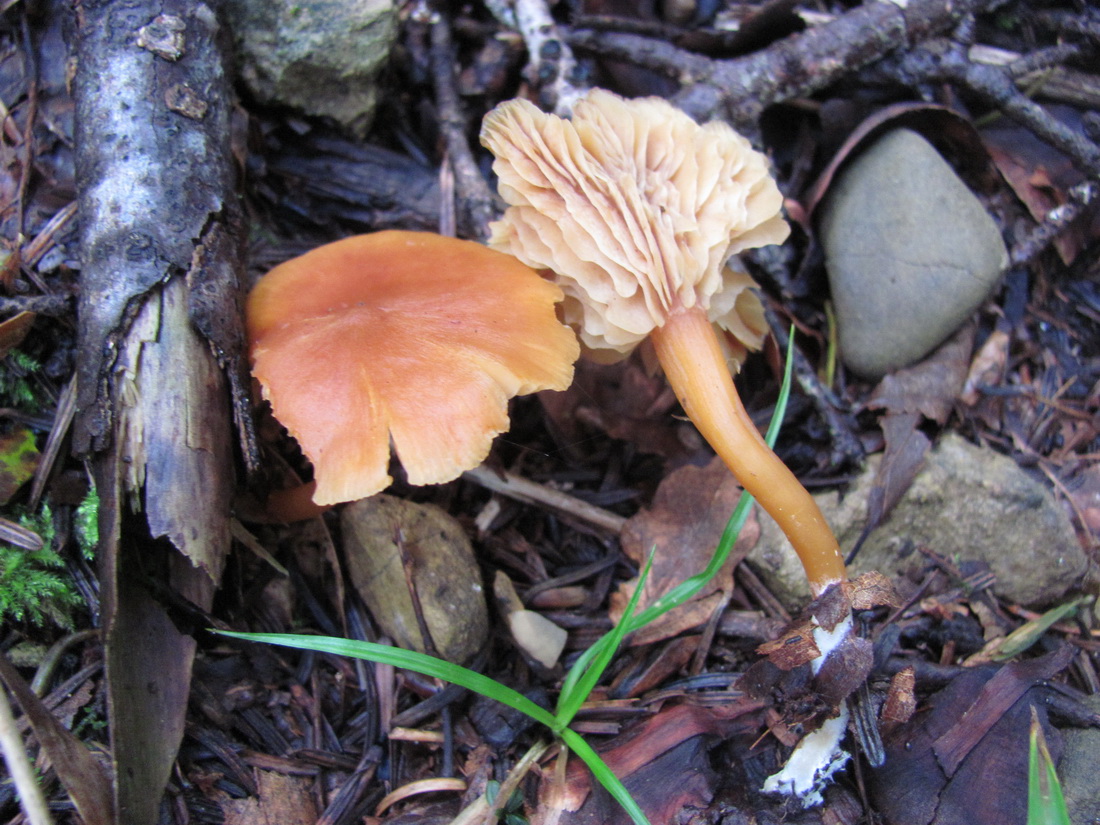 Rhodophana nitellina