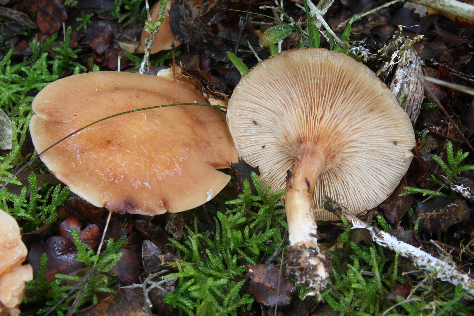 Clitopilus geminus