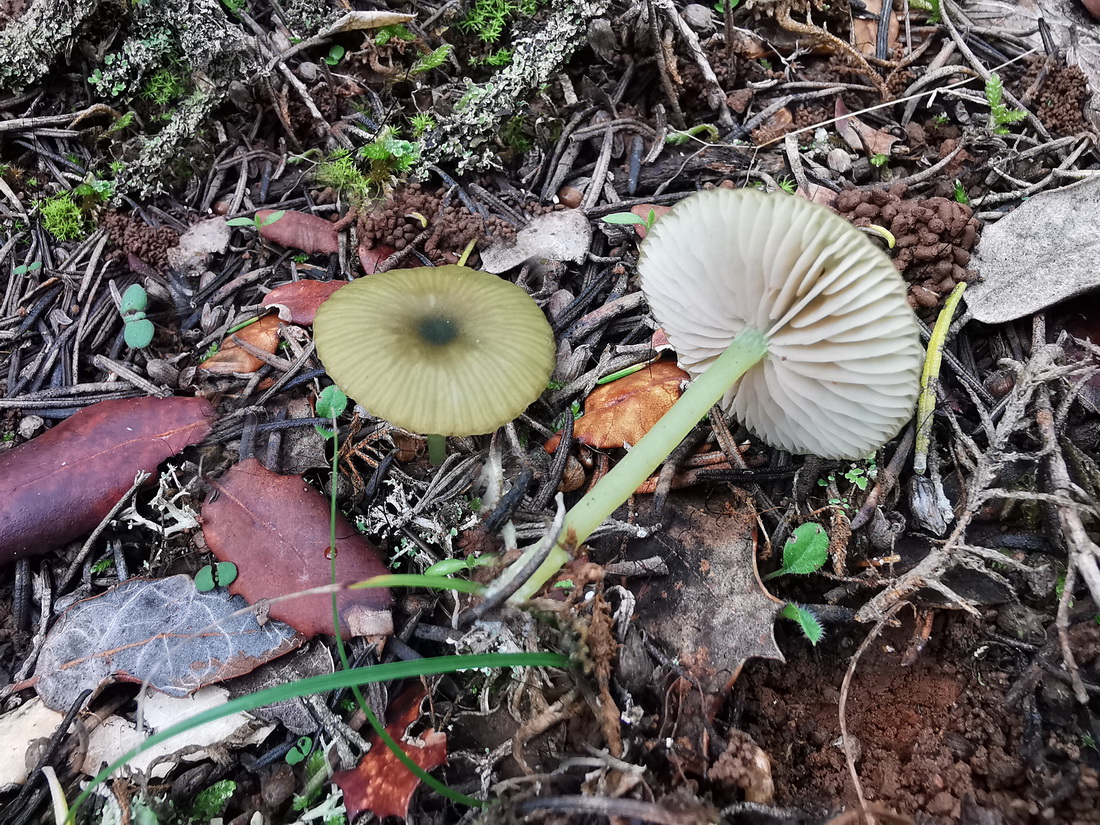 Entoloma incanum