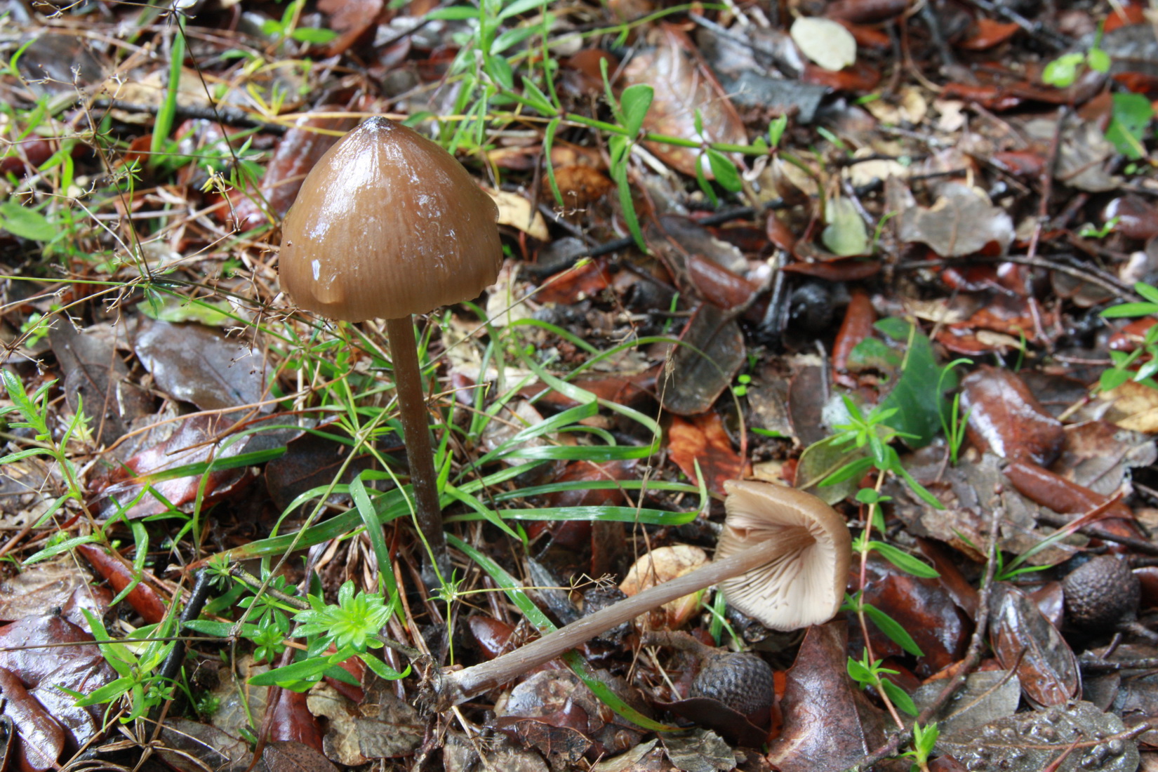 Entoloma hirtipes