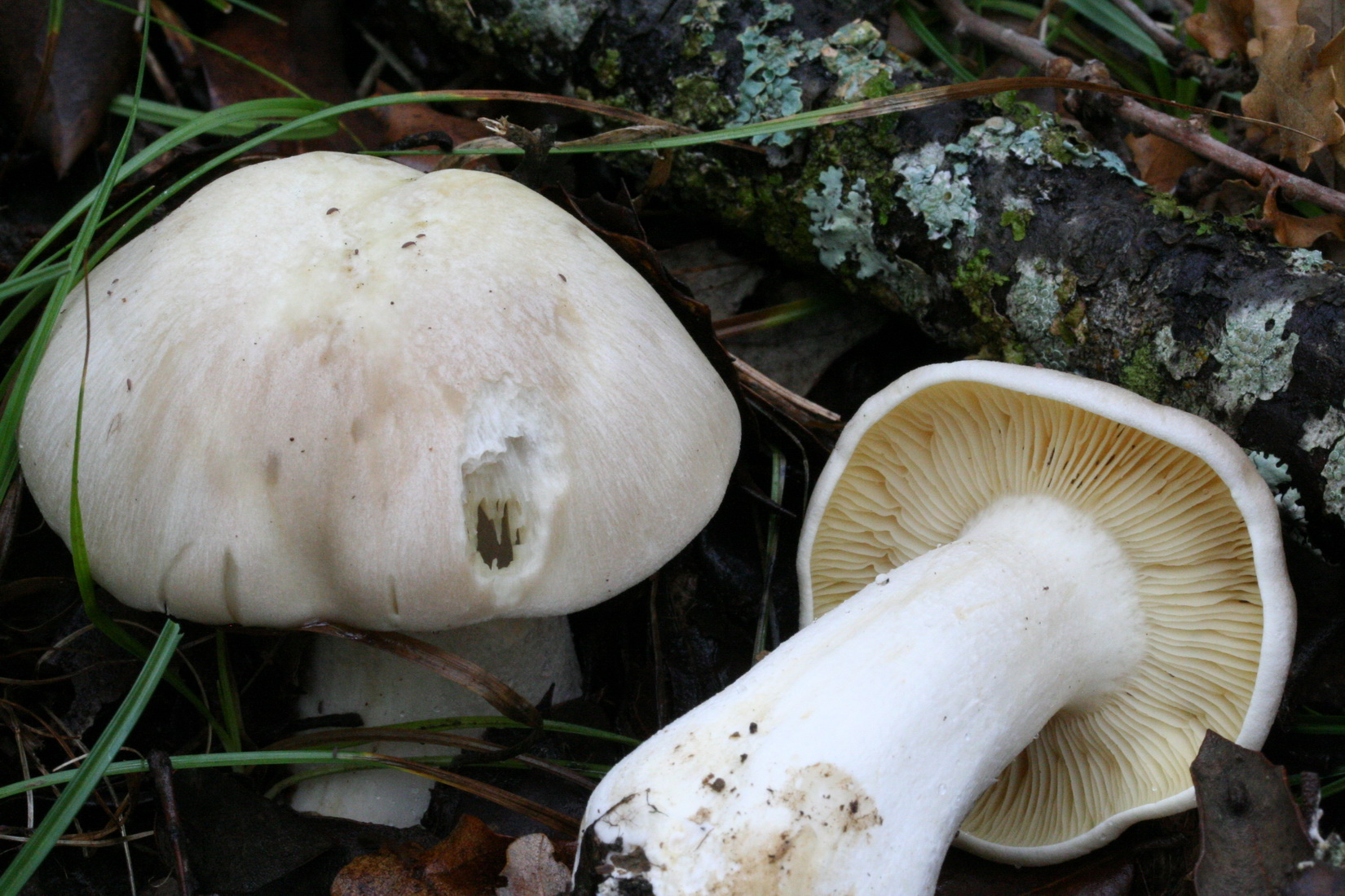 Entoloma sinuatum