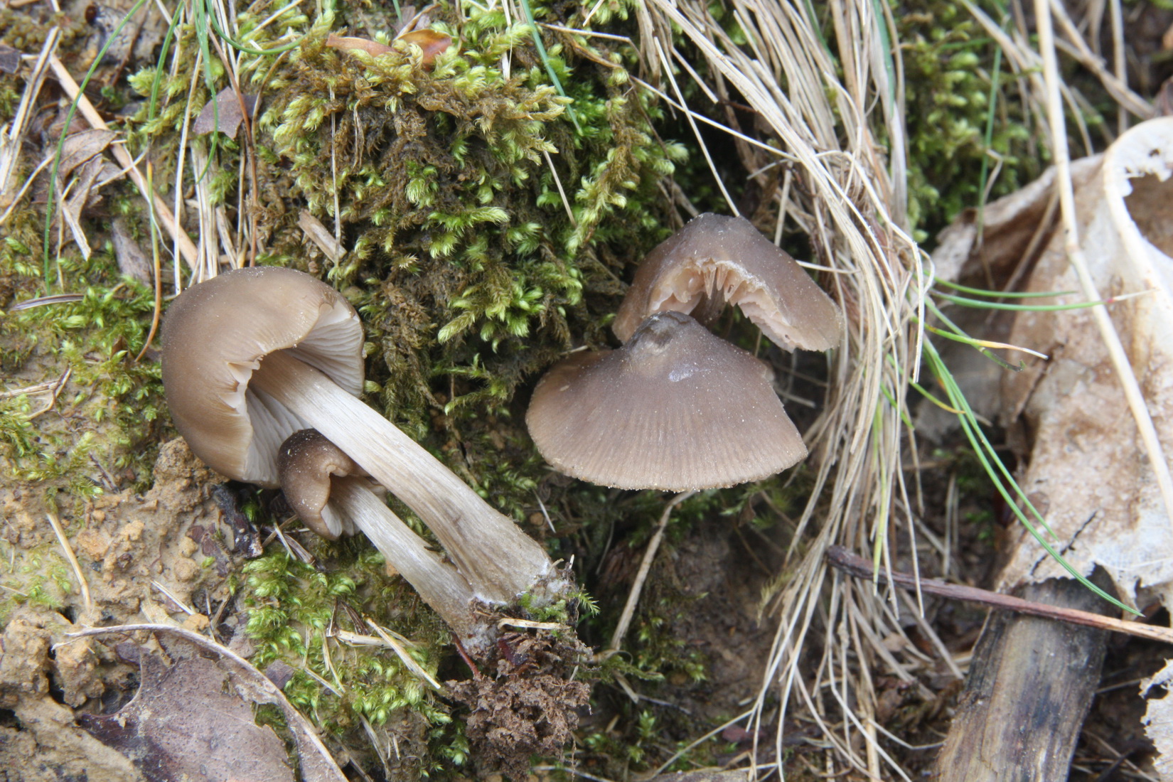 Entoloma conferendum