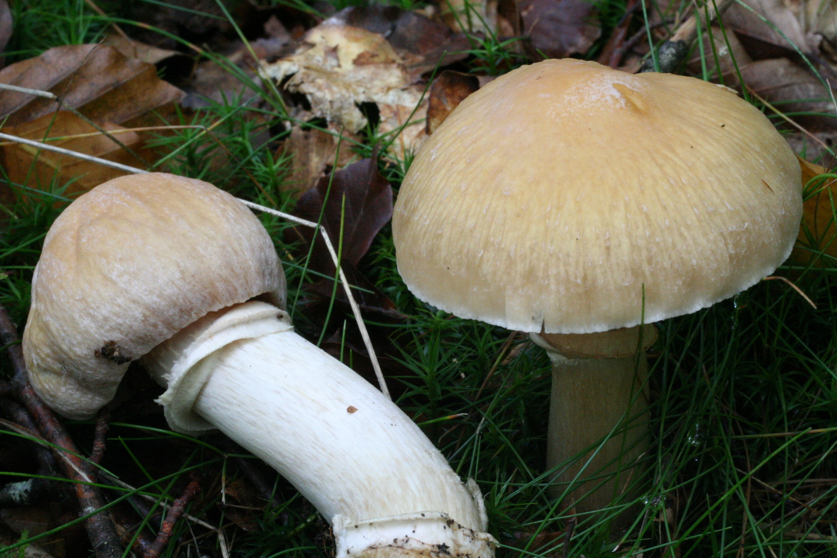Cortinarius caperatus