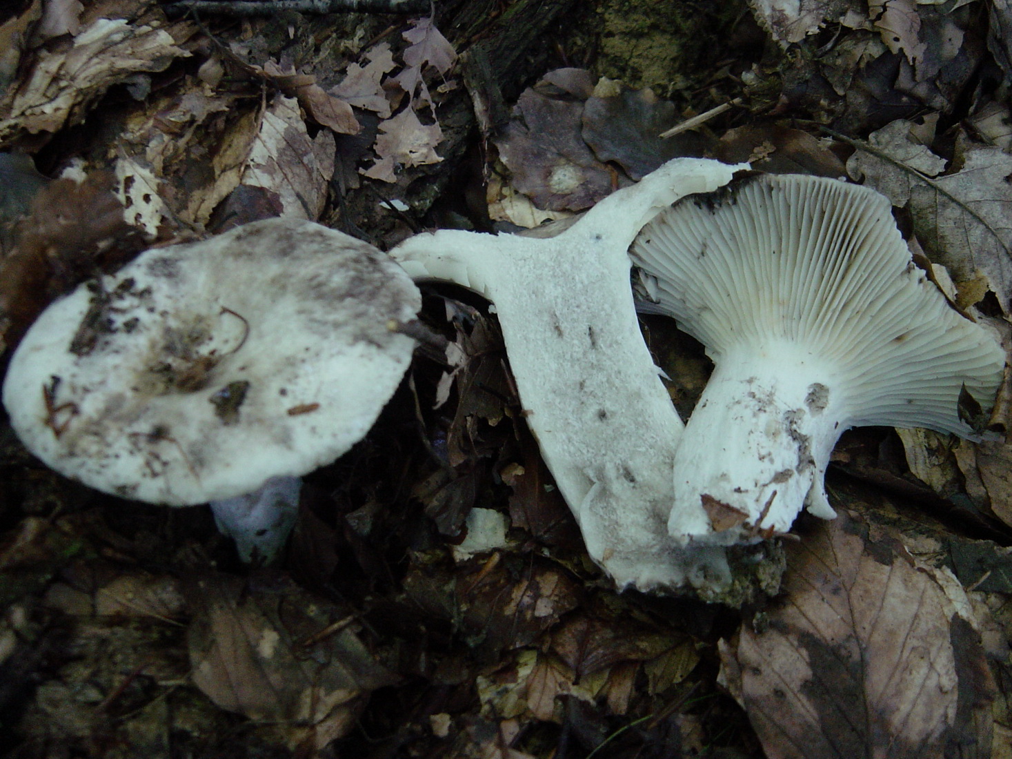 Russula albonigra