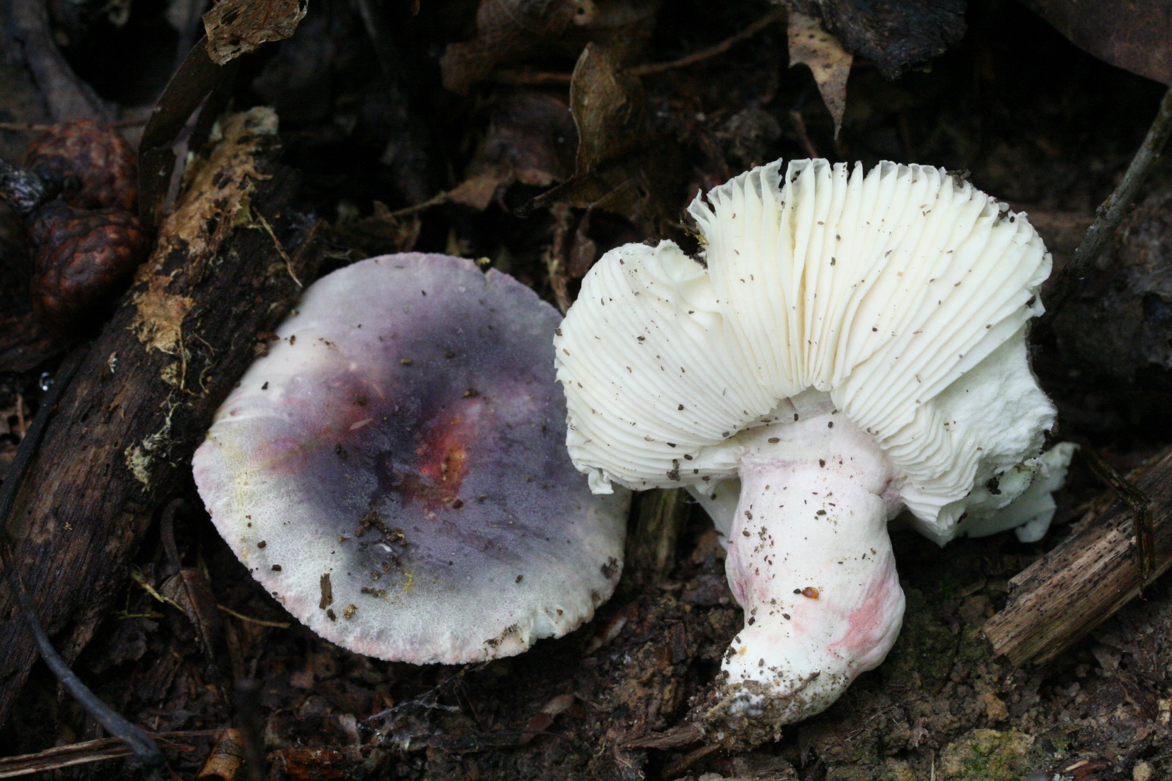 Russula amoena