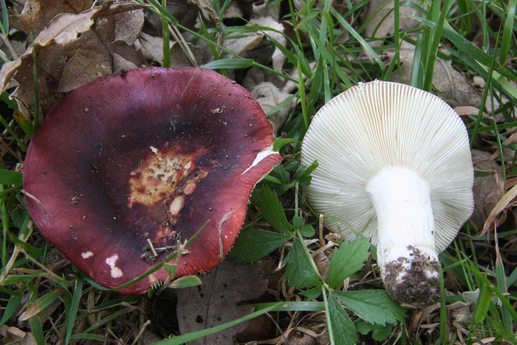 Russula atropurpurea