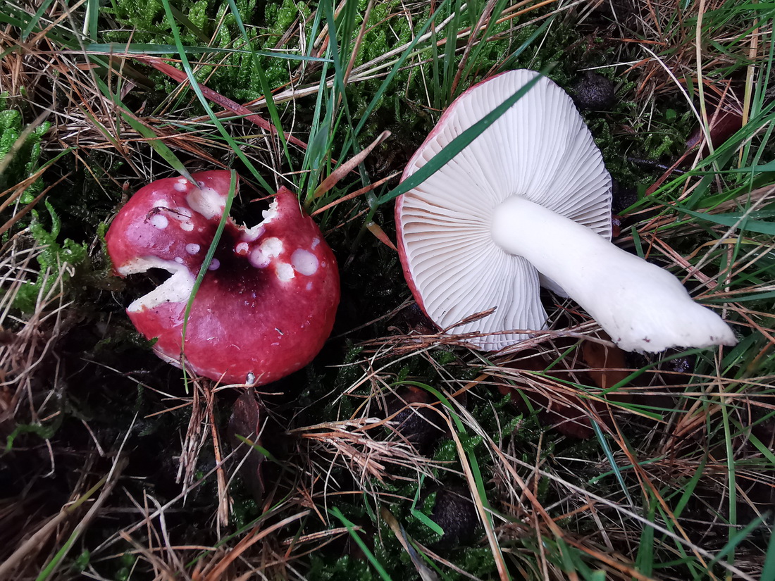 Russula atrorubens