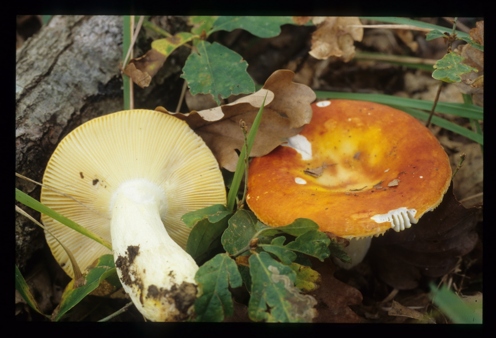 Russula aurea