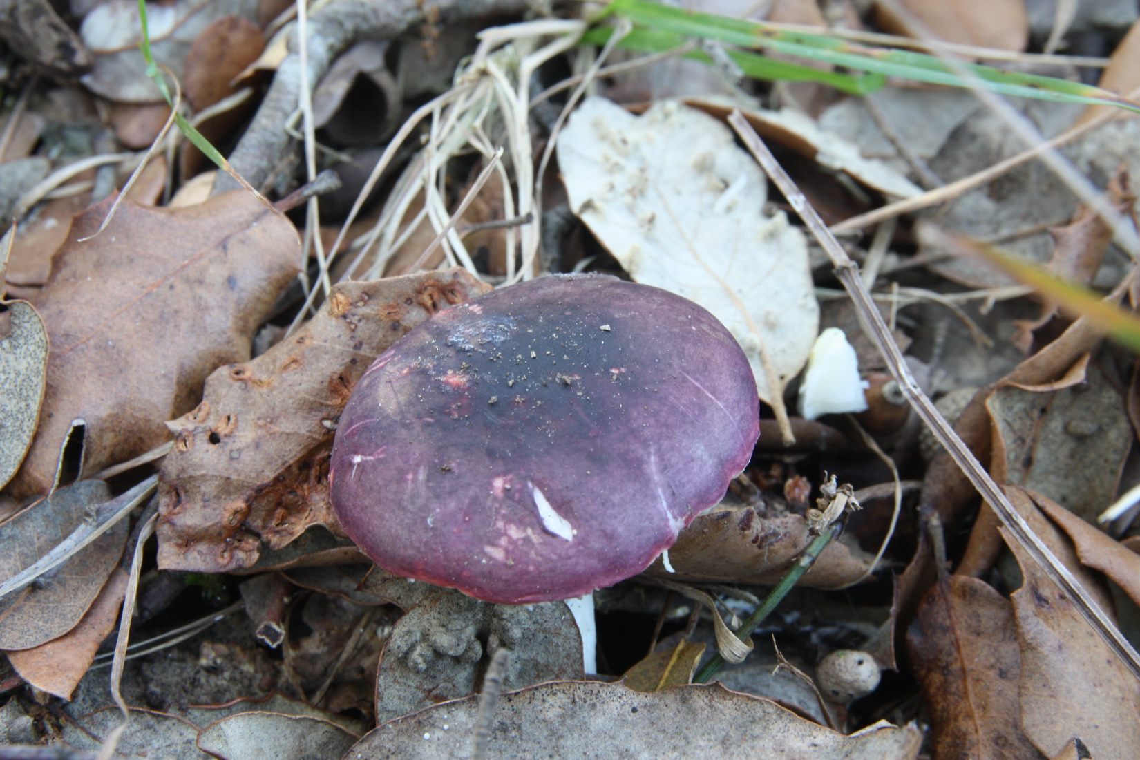Russula amara
