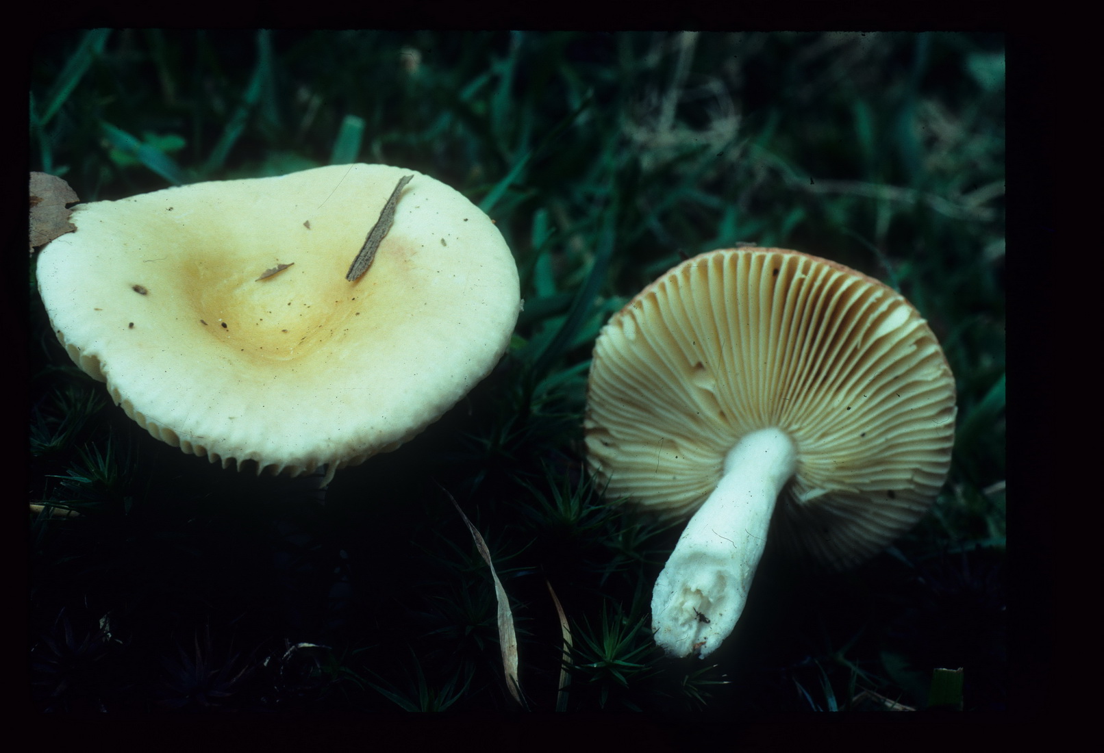 Russula risigallina