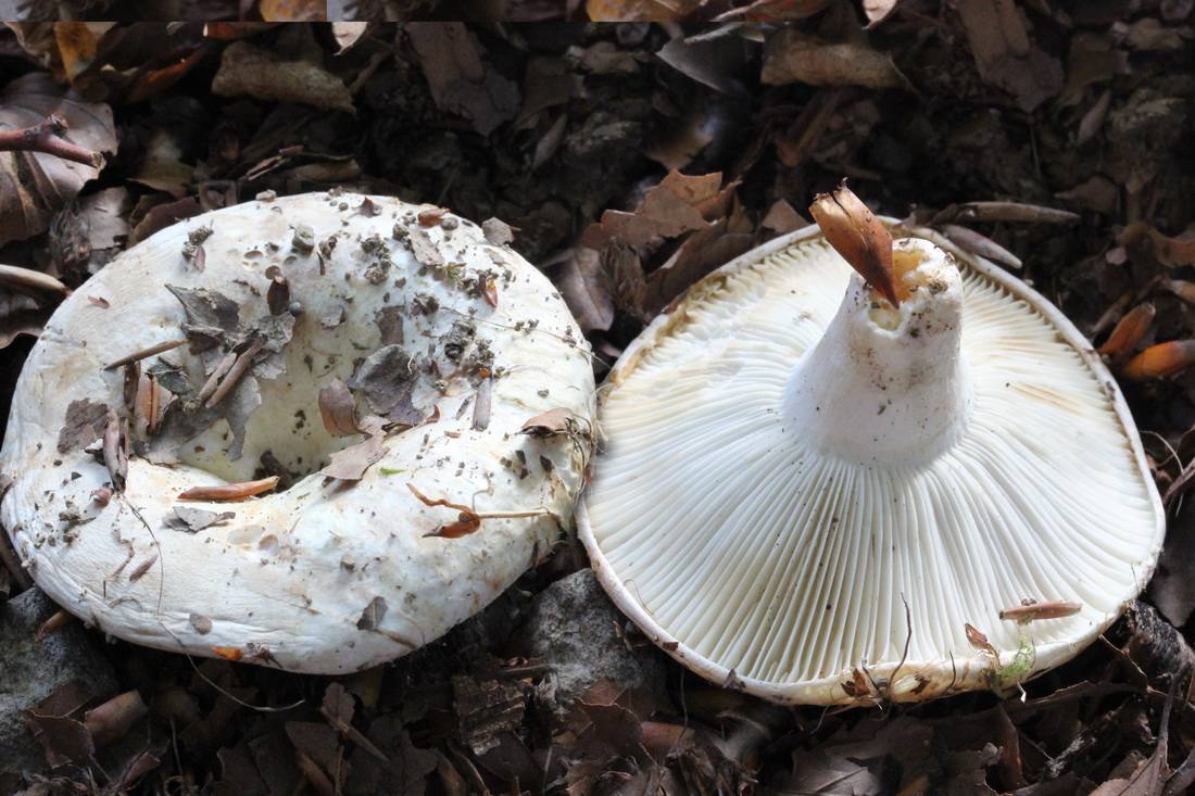 Russula chloroides