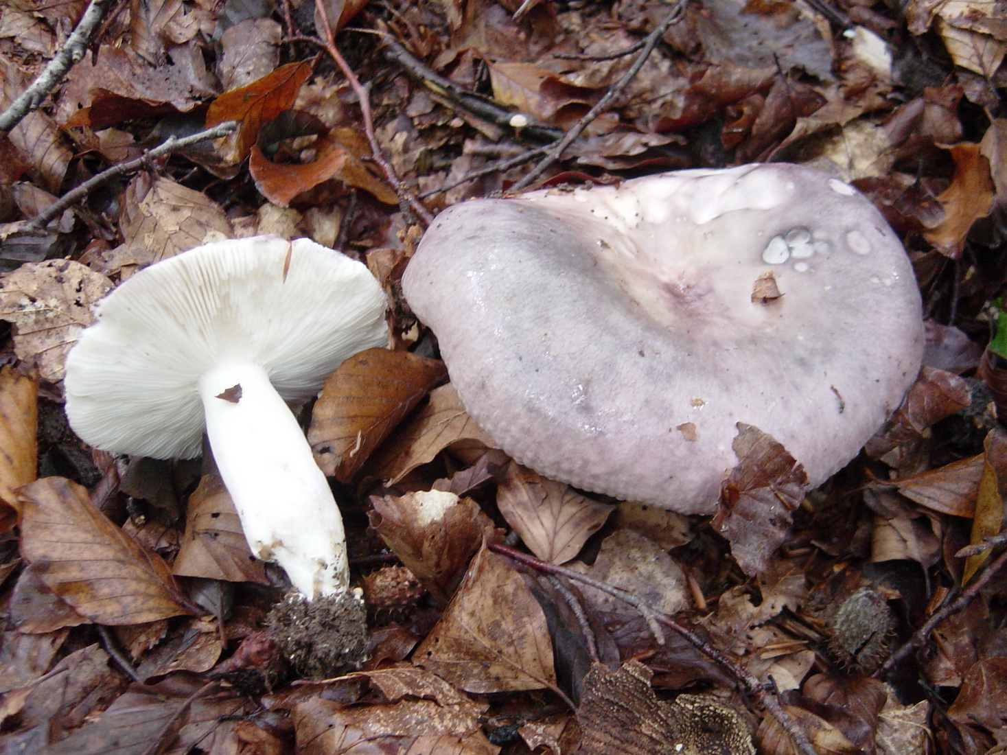 Russula cyanoxantha