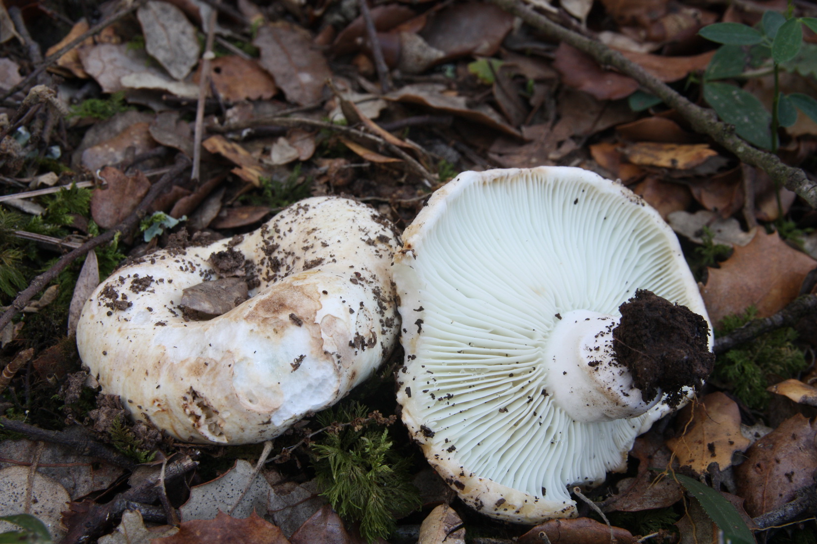 Russula delica