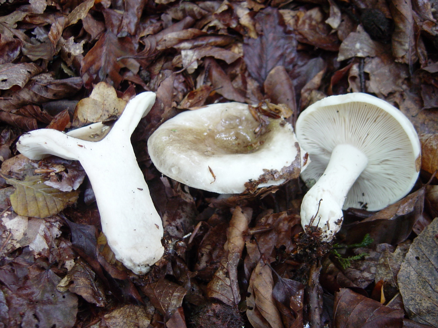 Russula densifolia