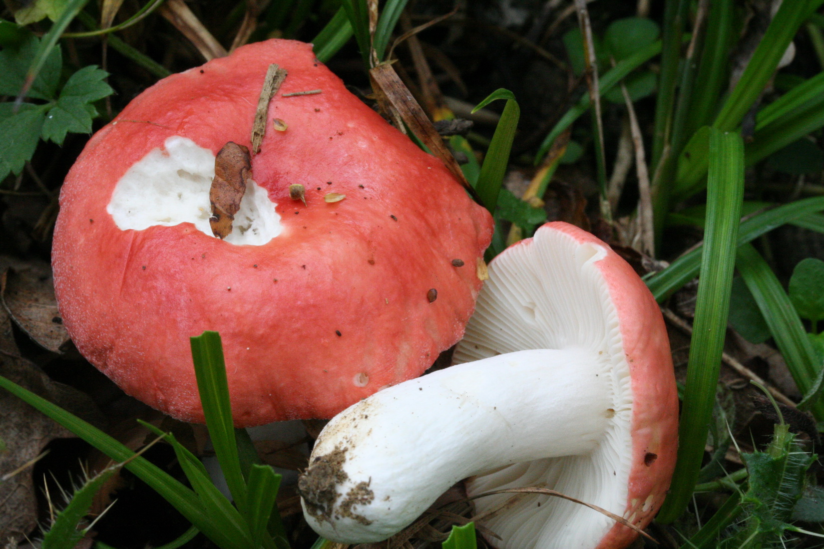 Russula emetica