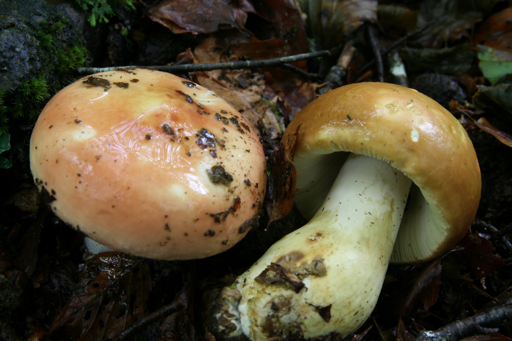Russula faginea