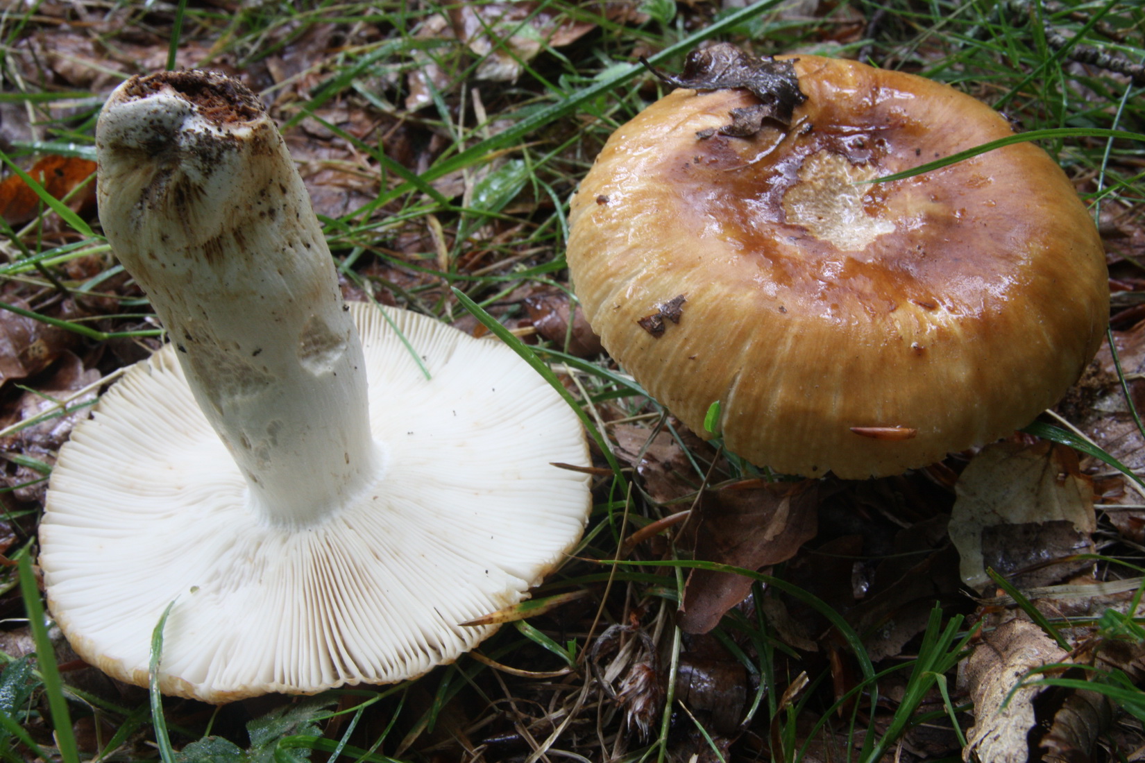 Russula foetens